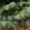 Pacific White Fir (Abies Concolor lowiana) 15 seeds