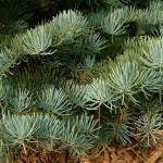 Pacific White Fir (Abies Concolor Lowiana) 30 seeds