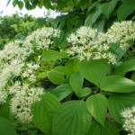 Pagoda Dogwood (Cornus Alternifolia) 20 seeds