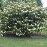 Pagoda Dogwood (Cornus Alternifolia) 20 seeds