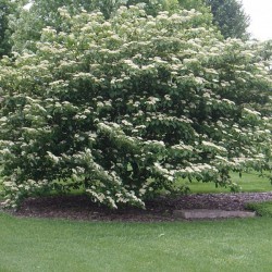 Pagoda Dogwood (Cornus Alternifolia) 10 seeds