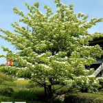 Pagoda Dogwood (Cornus Alternifolia) 10 seeds