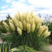 Pampas Grass (Cortaderia Selloana) 200 seeds