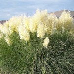 Pampas Grass (Cortaderia Selloana) 200 seeds