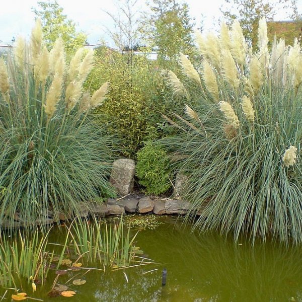 Herbe de la Pampa Cortaderia Selloana Hauteur 170 cm