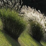 Pampas Grass (Cortaderia Selloana) 50 seeds