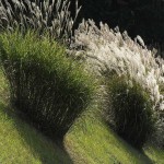 Pampas Grass (Cortaderia Selloana) 200 seeds