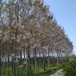 Paulownia Pao Tong Z07 (Paulownia Hybrid) 200 seeds