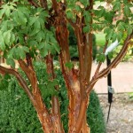 Paperbark Maple (Acer Griseum) 10 seeds