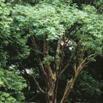 Paperbark Maple (Acer Griseum) 2 seeds