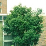 Paperbark Maple (Acer Griseum) 2 seeds