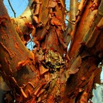 Paperbark Maple (Acer Griseum) 10 seeds