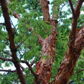 Paperbark Maple (Acer Griseum) 10 seeds