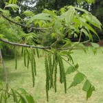 Papershell Pecan (Carya Illinoensis) 6 seeds