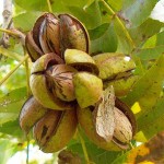 Papershell Pecan (Carya Illinoensis) 10 seeds