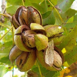 Papershell Pecan (Carya Illinoensis) 6 seeds