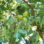 Papershell Pecan (Carya Illinoensis) 6 seeds