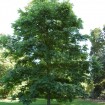 Papershell Pecan (Carya Illinoensis) 1 seeds