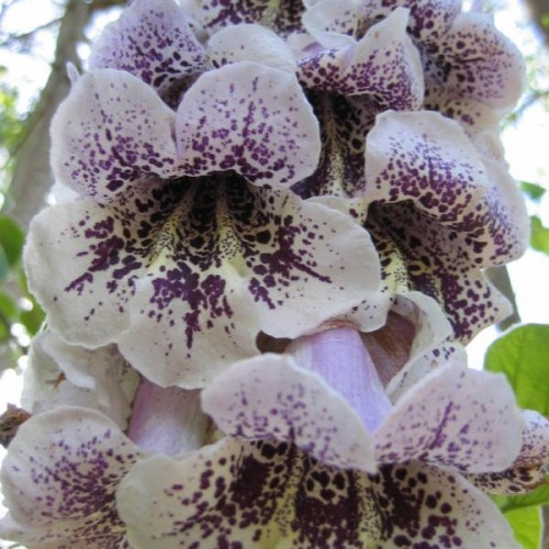 Paulownia Tree (Paulownia Catalpifolia) 100 seeds