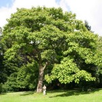 Paulownia Tree (Paulownia Catalpifolia) 100 seeds