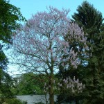 Paulownia Tree (Paulownia Catalpifolia) 100 seeds