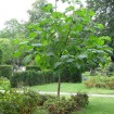 Paulownia Tree (Paulownia Catalpifolia) 50 seeds