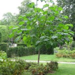 Paulownia Tree (Paulownia Catalpifolia) 100 seeds