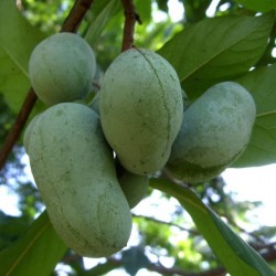 Pawpaw (Asimina Triloba) 5 seeds