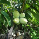 Pawpaw (Asimina Triloba) 10 seeds