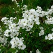 Pearlbush (Exochorda Racemosa) 10 seeds