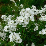 Pearlbush (Exochorda Racemosa) 10 seeds