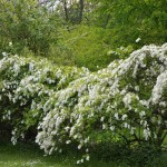 Pearlbush (Exochorda Racemosa) 10 seeds