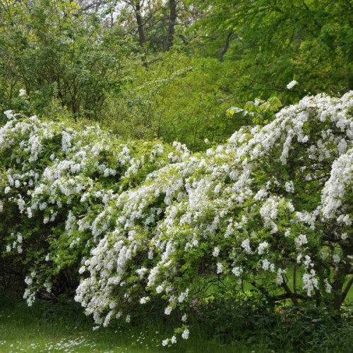 Pearlbush (Exochorda Racemosa) 10 seeds