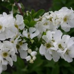 Pearlbush (Exochorda Racemosa) 20 seeds