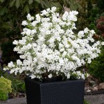 Pearlbush (Exochorda Racemosa) 20 seeds