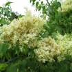 Peking Lilac (Syringa Pekinensis) 30 seeds