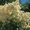 Peking Lilac (Syringa Pekinensis) 20+ seeds