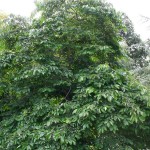 Persimmon (Diospyros Virginiana) 2 seeds