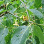 Persimmon (Diospyros Virginiana) 10 seeds