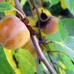 Persimmon (Diospyros Virginiana) 2 seeds