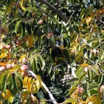 Persimmon (Diospyros Virginiana) 5 seeds