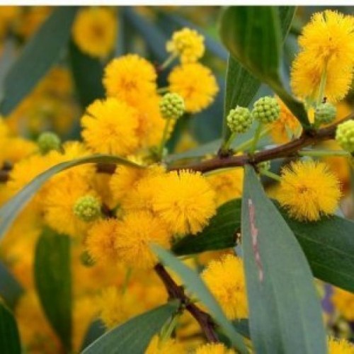 Phillippine Acacia (Acacia Confusa) 10 seeds