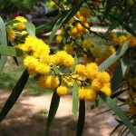 Phillippine Acacia (Acacia Confusa) 5 seeds