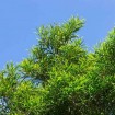 Phillippine Acacia (Acacia Confusa) 2 seeds