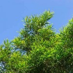 Phillippine Acacia (Acacia Confusa) 5 seeds