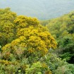 Phillippine Acacia (Acacia Confusa) 10 seeds