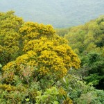 Phillippine Acacia (Acacia Confusa) 5 seeds