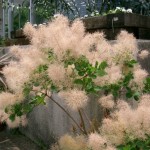 European Smokebush (Cotinus Coggygria) 50+ seeds