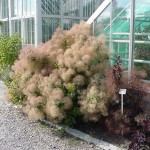 European Smokebush (Cotinus Coggygria) 20+ seeds