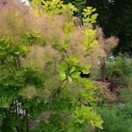 European Smokebush (Cotinus Coggygria) 60 seeds